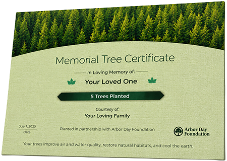 Plant Trees in Memory of Qwantavius Nigee Harris